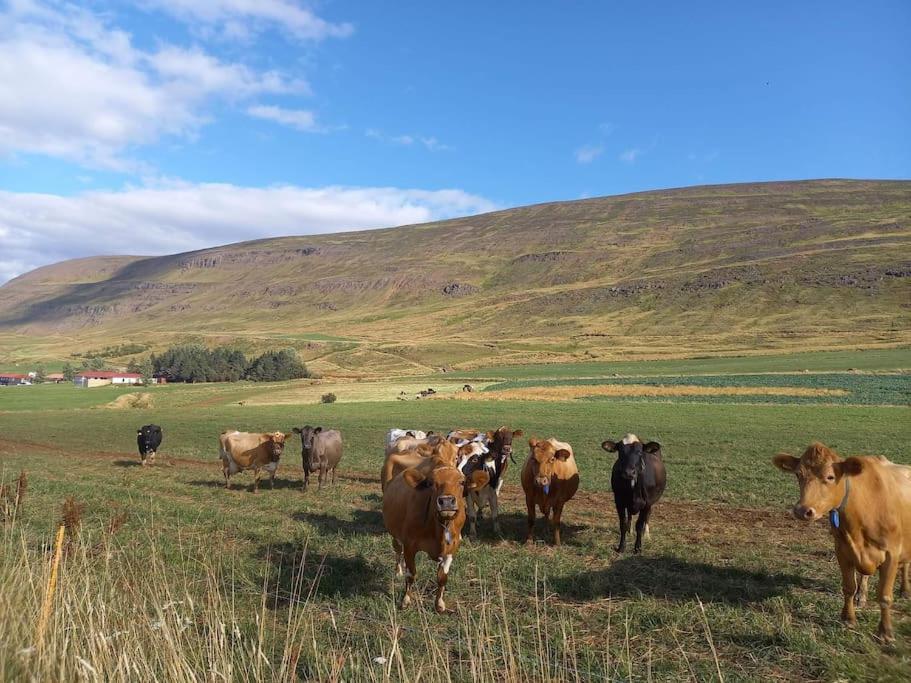 Þorsmoerk Farm 12 Min From Akureyri Appartement Svalbarthseyri Buitenkant foto